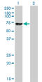 Switching B Cell Complex Subunit SWAP70 antibody, LS-C133702, Lifespan Biosciences, Western Blot image 