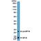 Surfactant Protein B antibody, M03441, Boster Biological Technology, Western Blot image 