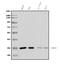 X-Ray Repair Cross Complementing 2 antibody, A02138-3, Boster Biological Technology, Western Blot image 