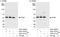 Caveolae Associated Protein 1 antibody, A301-270A, Bethyl Labs, Immunoprecipitation image 