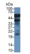 Haptoglobin antibody, LS-C699356, Lifespan Biosciences, Western Blot image 