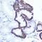 Exostosin Like Glycosyltransferase 3 antibody, GTX64791, GeneTex, Immunohistochemistry paraffin image 