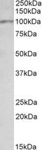 Thioredoxin Domain Containing 5 antibody, 42-369, ProSci, Western Blot image 