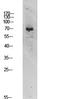 RRN3 Homolog, RNA Polymerase I Transcription Factor antibody, A05439-1, Boster Biological Technology, Western Blot image 