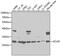 Glutamate-Cysteine Ligase Modifier Subunit antibody, 15-308, ProSci, Western Blot image 