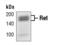 Ret Proto-Oncogene antibody, PA5-17456, Invitrogen Antibodies, Western Blot image 