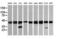 Mitogen-Activated Protein Kinase Kinase 1 antibody, LS-C338032, Lifespan Biosciences, Western Blot image 