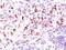 BCL2 Like 1 antibody, NBP2-44417, Novus Biologicals, Immunohistochemistry paraffin image 
