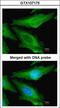 Tubulin beta antibody, LS-C185869, Lifespan Biosciences, Immunocytochemistry image 