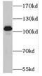 MLK2 antibody, FNab05214, FineTest, Western Blot image 