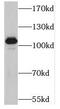 Mitogen-Activated Protein Kinase Kinase Kinase 10 antibody, FNab05214, FineTest, Western Blot image 