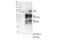Bromodomain Containing 9 antibody, 71232S, Cell Signaling Technology, Immunoprecipitation image 