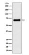 Golgi Reassembly Stacking Protein 1 antibody, M05896-1, Boster Biological Technology, Western Blot image 