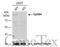 EPH Receptor B4 antibody, GTX108595, GeneTex, Western Blot image 