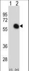 GATA Binding Protein 2 antibody, LS-C166381, Lifespan Biosciences, Western Blot image 