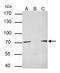 Protein Arginine Methyltransferase 5 antibody, NBP2-43678, Novus Biologicals, Immunoprecipitation image 