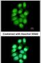 Peptidyl Arginine Deiminase 4 antibody, PA5-29880, Invitrogen Antibodies, Immunofluorescence image 