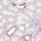 TATA-Box Binding Protein Associated Factor 1 Like antibody, PA5-63325, Invitrogen Antibodies, Immunohistochemistry frozen image 