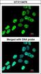 Heterogeneous Nuclear Ribonucleoprotein F antibody, LS-C186360, Lifespan Biosciences, Immunocytochemistry image 
