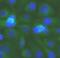 Toll Interacting Protein antibody, FNab10220, FineTest, Immunofluorescence image 