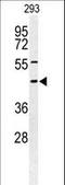 Neuron-specific antigen HPC-1 antibody, LS-C161588, Lifespan Biosciences, Western Blot image 