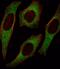 Insulin Receptor Substrate 2 antibody, GTX81291, GeneTex, Immunofluorescence image 
