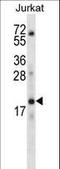 Keratin Associated Protein 1-3 antibody, LS-C165647, Lifespan Biosciences, Western Blot image 