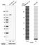 CAP-Gly domain-containing linker protein 2 antibody, HPA020430, Atlas Antibodies, Western Blot image 