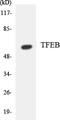 Transcription Factor EB antibody, LS-B12507, Lifespan Biosciences, Western Blot image 