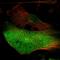 Fatty Acid Binding Protein 7 antibody, NBP1-88648, Novus Biologicals, Immunofluorescence image 