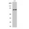 T-Box 2 antibody, LS-C386327, Lifespan Biosciences, Western Blot image 