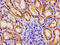 Microtubule Associated Serine/Threonine Kinase 3 antibody, CSB-PA013513LA01HU, Cusabio, Immunohistochemistry paraffin image 