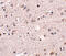 Melanocortin 4 Receptor antibody, 5199, ProSci, Immunohistochemistry frozen image 