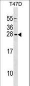 Glycine Cleavage System Protein H antibody, LS-C166419, Lifespan Biosciences, Western Blot image 