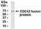 Cell Division Cycle 42 antibody, PA1-28295, Invitrogen Antibodies, Western Blot image 