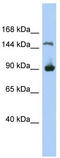 Hypothetical MGC50722 antibody, TA333324, Origene, Western Blot image 