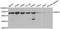 Glucose-6-Phosphate Dehydrogenase antibody, A1537, ABclonal Technology, Western Blot image 