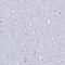 CD5 Molecule antibody, NBP2-38509, Novus Biologicals, Immunohistochemistry paraffin image 