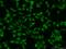 Ring Finger Protein 219 antibody, 24988-1-AP, Proteintech Group, Immunofluorescence image 