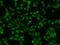 RING finger protein 219 antibody, 24988-1-AP, Proteintech Group, Immunofluorescence image 