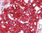 Serine/Threonine/Tyrosine Kinase 1 antibody, 49-064, ProSci, Immunohistochemistry paraffin image 