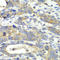 Charged multivesicular body protein 2b antibody, LS-C334037, Lifespan Biosciences, Immunohistochemistry frozen image 