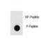 SH3 Domain Containing GRB2 Like, Endophilin B1 antibody, LS-C163606, Lifespan Biosciences, Dot Blot image 
