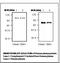 Complement C3 antibody, LS-C61986, Lifespan Biosciences, Western Blot image 