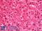 Emerin antibody, LS-B11687, Lifespan Biosciences, Immunohistochemistry frozen image 