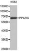 Peroxisome Proliferator Activated Receptor Gamma antibody, abx004286, Abbexa, Western Blot image 