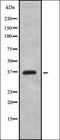 Cathepsin S antibody, orb337132, Biorbyt, Western Blot image 