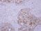 Sec1 Family Domain Containing 1 antibody, NBP2-20268, Novus Biologicals, Immunohistochemistry frozen image 