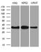 THO Complex 3 antibody, LS-C792038, Lifespan Biosciences, Western Blot image 