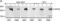 Leucine Rich Repeat Kinase 2 antibody, NB300-268, Novus Biologicals, Western Blot image 